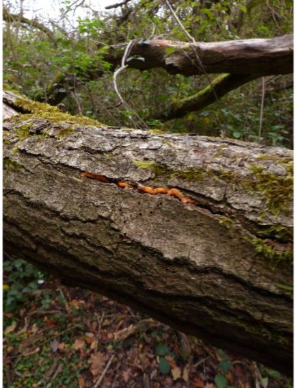 Emerging fruit bodies on fallen beech in the New Forest, UK.